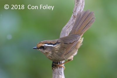 Fulvetta, Rusty-capped @ Hide 32 Baihauling
