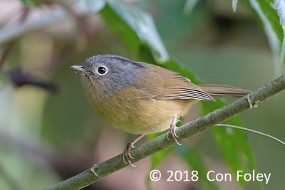 Fulvetta, Yunnan @ Hide 32 Baihauling