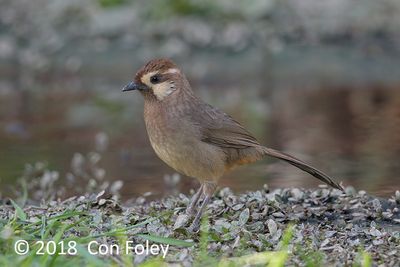 Laughingthrush, White-browed @ BTC, Baihauling