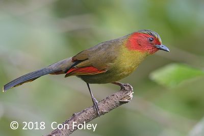 Liocichila, Scarlet-faced @ Hide 32 Baihauling