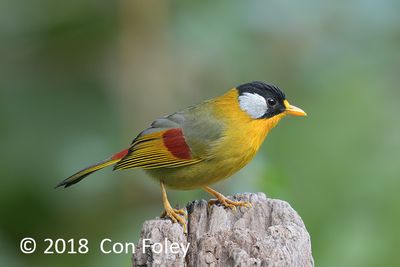 Mesia, Silver-eared @ Hide 32 Baihauling