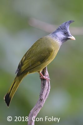 Finchbill, Crested @ Hide 32 Baihauling