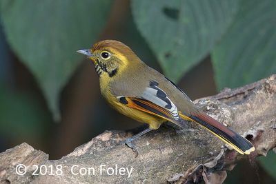 Minla, Chestnut-tailed @ Hide 77 Baihauling