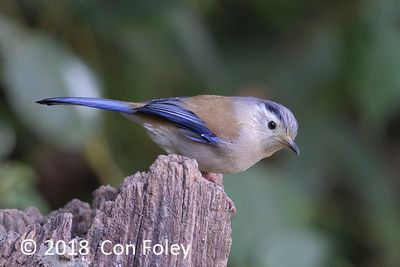 Minla, Blue-winged @ Hide 1 Baihauling