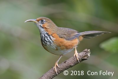 Scimitar-babbler, Black-streaked @ Hide 32 Baihauling