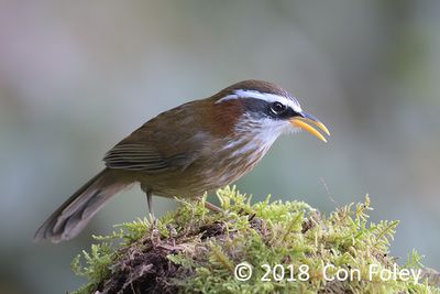 Scimitar-babbler, Streak-breasted @ Hide 32 Baihauling