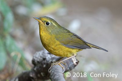 Bush-Robin, Golden (female) @ Hide 77 Baihauling