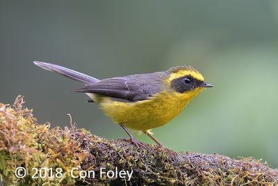 Fairy-Fantail, Yellow-bellied @ Hide 4 Baihauling