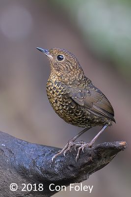 Cupwing, Pygmy @ Hide 8 Baihauling