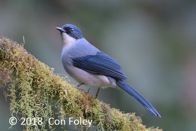 Sibia, Black-headed @ Hide 4 Baihauling