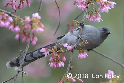 Sibia, Long-tailed @ Hide 5 Baihauling