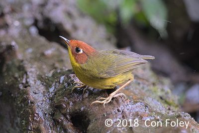Tesia, Chestnut-headed @ Hide 4 Baihauling