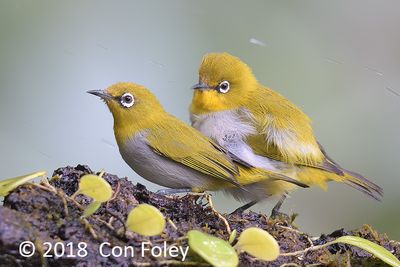 White-eye, Indian @ Hide 27 Baihauling