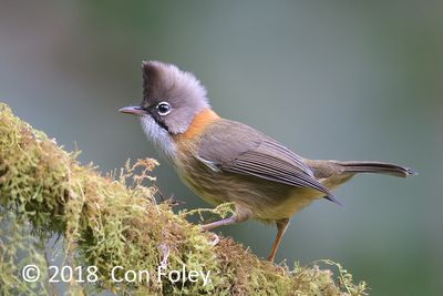 Yuhina, Whiskered @ Hide 4 Baihauling
