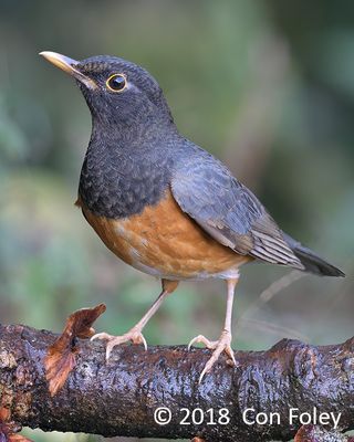 Thrush, Black-breasted (male) @ Hide 77 Baihauling