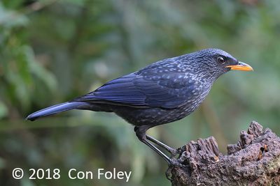 Thrush, Blue Whistling- (Myophonus caeruleus eugenei) @ Hide 4 Baihauling