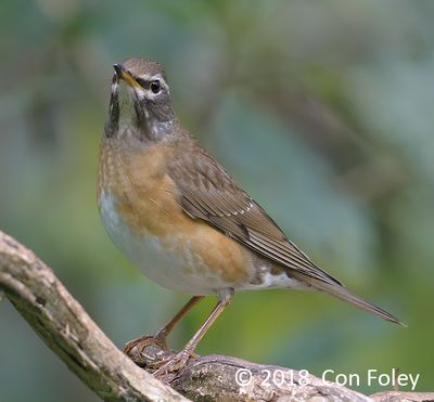 Thrush, Eyebrowed (female) @ Hide 4 Baihauling