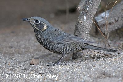 Rock-thrush, Chestnut-bellied (female) @ Hide 77 Baihauling