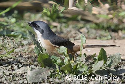 Shrike, Grey-backed @ BTC Baihauling