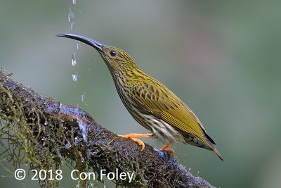 Spiderhunter, Streaked @ Hide 4 Baihauling