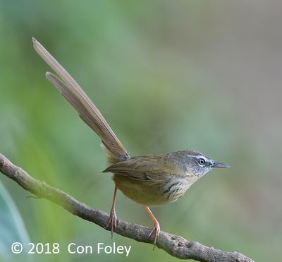 Prinia, Hill @ Hide 32 Baihauling