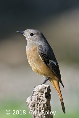 Redstart, Daurian (female) @ BTC Baihauling