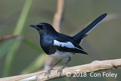 Robin, Magpie (male) @ BTC Baihauling