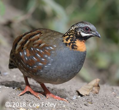Partridge, Rufous-throated @ Hide 6 Baihauling