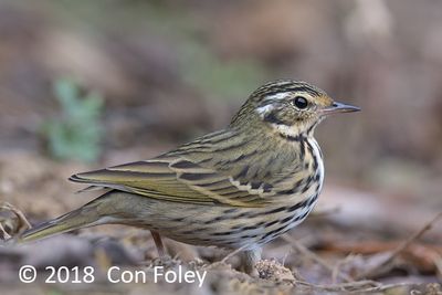 Pipit, Olive-backed @ Hide 35 Baihauling