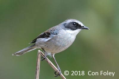 Bushchat, Grey (male) @ Hide 35 Baihauling