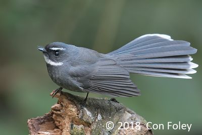 Fantail, White-throated @ Hide 4 Baihauling