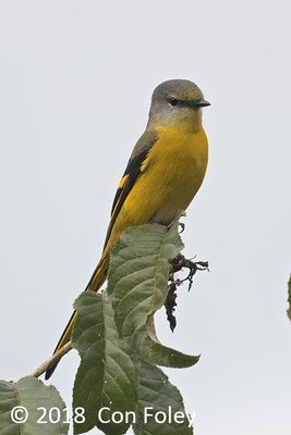 Minivet, Long-tailed (female) @ LAP Baihauling