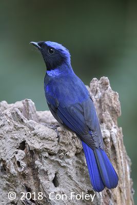 Niltava, Large (male) @ Hide 1 Baihauling