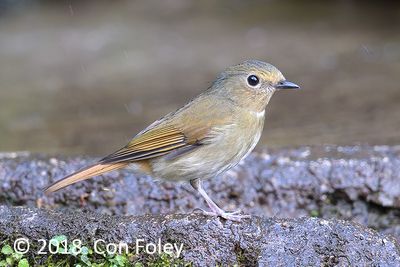 Niltava, Rufours-bellied (female) @ Hide 8 Baihauling