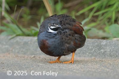 Quail, Blue-breasted (male) @ SBG