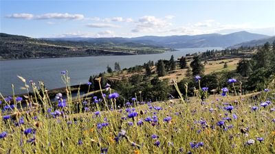 Columbia River from Catherine Creek, WA