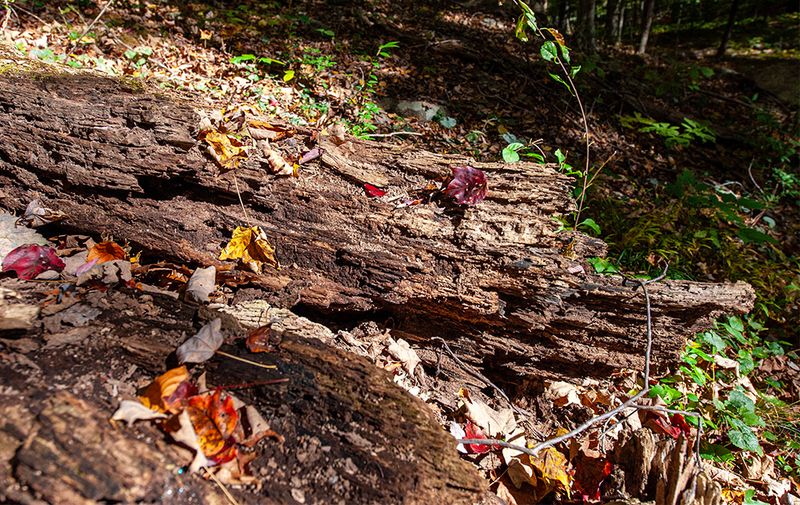 Armstrong Preserve