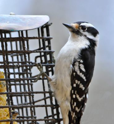 Feeding on a cloudy day