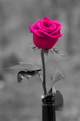 Rose in Bottle