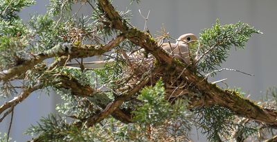 Dove In Nest