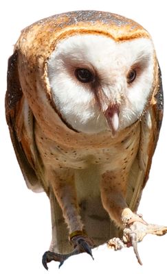 Barm  Owl 