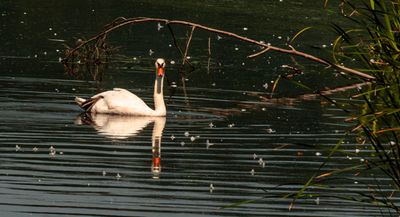 Swan