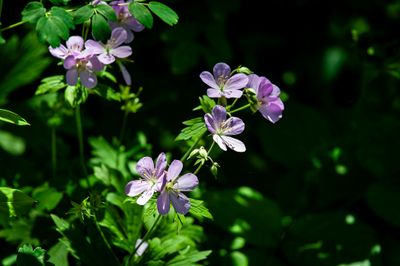 Pretty Purple