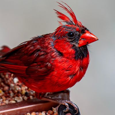 Cardinal @ 500mm 