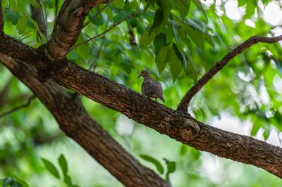 Mourning Dove On Branch 