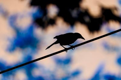 Grackle In Silhouette