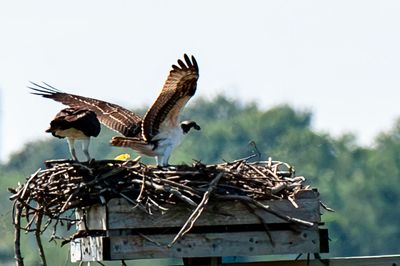 Osprey