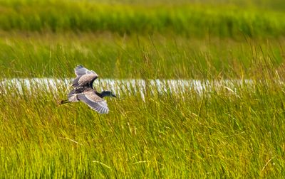 Osprey In Flight