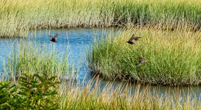 Flight Over Marsh