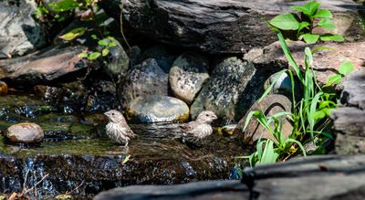Bathing Beauties